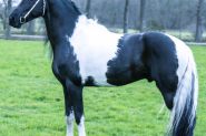 My Baby Doll Heino 7 Year Old Friesian STER Gelding  on HorseYard.com.au