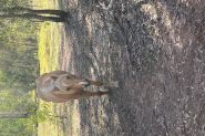 Welsh pony Palomino mare on HorseYard.com.au