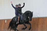 Lovely and charming Friesian horse . on HorseYard.com.au
