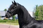 Sweet Beginner Friendly Friesian . on HorseYard.com.au