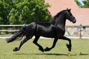 Lovely 4 Years Old Friendly Friesian . on HorseYard.com.au