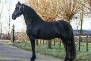 Alex is a 4 year old, 16.2 hand, registered Friesian!  on HorseYard.com.au