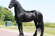 Clean and lovely Friesian gelding horse. on HorseYard.com.au