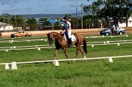 Quiet OTT Gelding on HorseYard.com.au