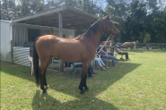 Stunning Purebred Arabian Gelding 6 year old on HorseYard.com.au