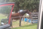 Horse for sale  on HorseYard.com.au