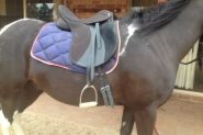 Wintec Lite All Purpose Saddle on HorseYard.com.au