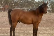 Arabian riding pony colt 19 mths old on HorseYard.com.au