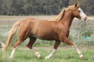 Welsh project pony  on HorseYard.com.au