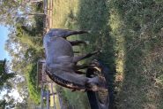 Red roan buckskin  quarter horse stallion  on HorseYard.com.au