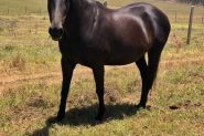 Stock Horse mare on HorseYard.com.au