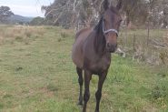 Stb mare  on HorseYard.com.au