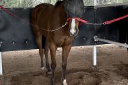 Off the track Mare 5 year old on HorseYard.com.au