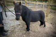 Great companion  on HorseYard.com.au