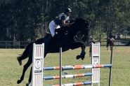 17.1hh Showjumper on HorseYard.com.au