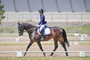 Sweet schoolmaster thoroughbred on HorseYard.com.au