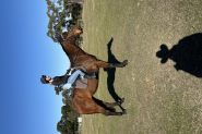 Henry on HorseYard.com.au