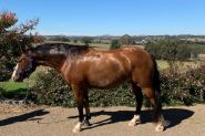 Irish Sport Horse x Waler 5yo 15.2hh gelding on HorseYard.com.au