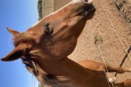 Lovely stock horse to good home only on HorseYard.com.au