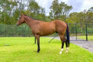 Handsome 16.1 Ottb on HorseYard.com.au