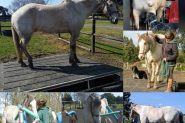 SOLD Sweet 15hh Appy Project - Video available on HorseYard.com.au
