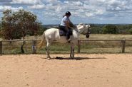 Stunning mare on HorseYard.com.au