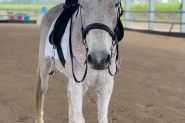 Fleabitten Intermediate Horse on HorseYard.com.au