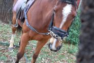 Horse and Gear for Sale on HorseYard.com.au