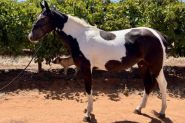 Pretty Warmblood Cross Filly on HorseYard.com.au