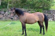 Brown Arabian mare on HorseYard.com.au