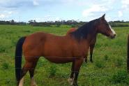 Purebred QH Broodmare on HorseYard.com.au