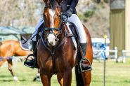 Beautiful All Rounder on HorseYard.com.au