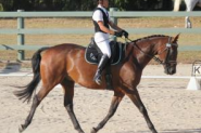 Sweet Natured Warmblood Gelding on HorseYard.com.au