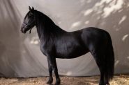 Perfectly Trained Friesian (Registered Fresian Sport Horse) on HorseYard.com.au