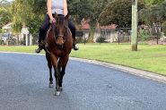 Allround good guy on HorseYard.com.au