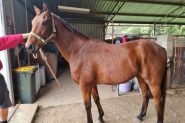 Pluck Gelding - Untried:  Mount Surprise on HorseYard.com.au