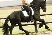 Jet-Black Friesian 5 Year Old Friesian Gelding .  on HorseYard.com.au