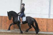 Good Mover Friesian Gelding. on HorseYard.com.au