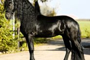 5 yr old Year Old Friesian Gelding . on HorseYard.com.au