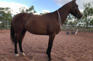 For Sale: WILLOW on HorseYard.com.au