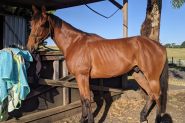 SMART GELDING WITH HUGE SCOPE  on HorseYard.com.au