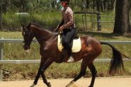 Beautiful Bay Dressage Show or Pony Club TB mare 15.2hh 18yr on HorseYard.com.au