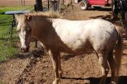 Little Horse 9.2 hh appaloosa on HorseYard.com.au