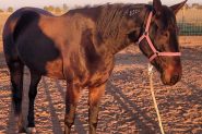 Standardbred mare on HorseYard.com.au