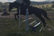 typey brown gelding on HorseYard.com.au