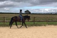 TB mare on HorseYard.com.au