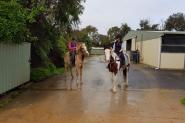 Palomino appaloosa on HorseYard.com.au