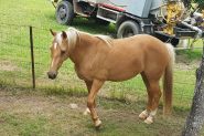 Pally waler mare  on HorseYard.com.au