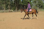 Stunning mare on HorseYard.com.au