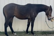 2yo ASH gelding  on HorseYard.com.au